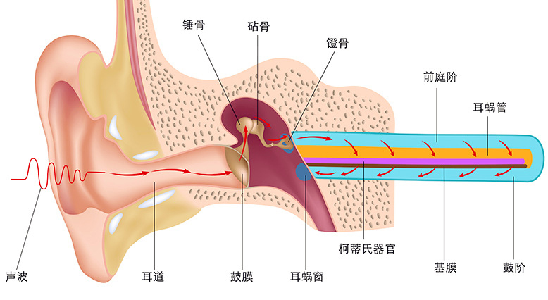 聽(tīng)力損失分類